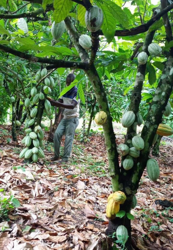 Premium seeds and nuts supplied by Rural Pride